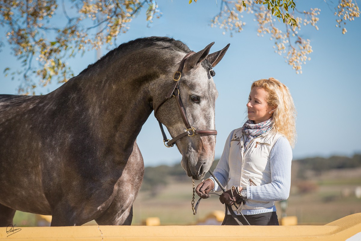 Iranico debuts in dressage competitions