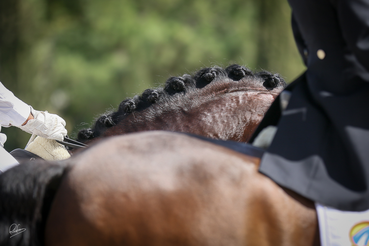 Rubi progeny at Young Dressage Horses Project by APSL